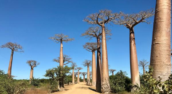 Bild 1 von 2: In der Nähe der Stadt Morondava liegt die berühmte Alle der Baobabs. Ein \