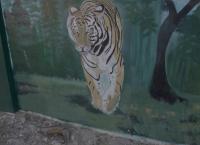 Tracker Diaries - Die Tiger von Nepal