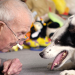Die geheime Welt der Hunde