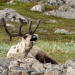 Polartag - Skandinaviens Wildnis im Sommer
