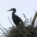 Kormoran-Invasion in MV - Der Pleitegeier der Fischer?