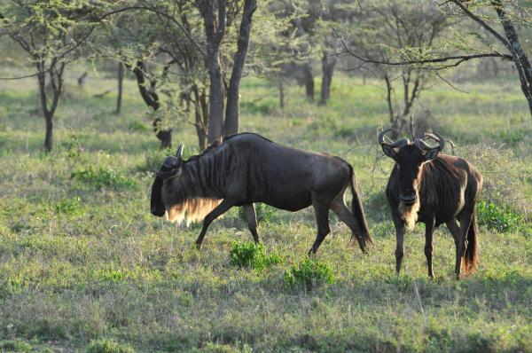 Bild 1 von 13: Im Bild: Gnus, Serengeti.