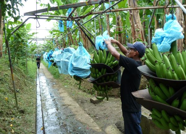 Bild 1 von 3: Bananenernte im karibischen Costa Rica
