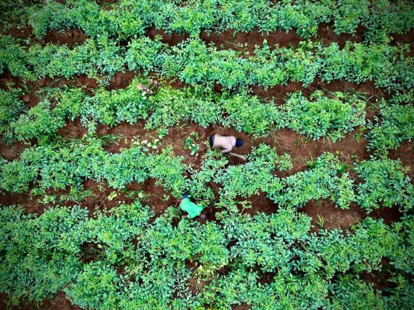 Bild 1 von 13: Feldarbeiter jäten Unkraut auf einem Tomatenfeld nahe Jaunde, Kamerun.