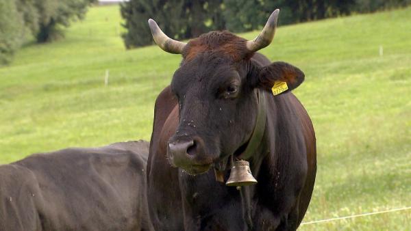 Bild 1 von 9: Im Bild: Das Tuxer Rind gehört zu den ältesten Rinderrassen im Alpenraum.