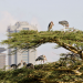 Wildes Nairobi - Wo Leoparden durch Gärten schleichen