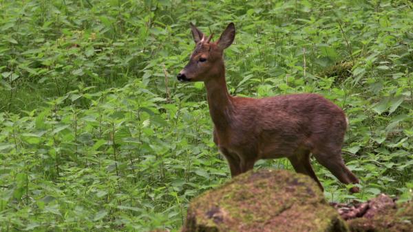 Bild 1 von 1: .