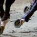 Horse Excellence
