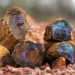 Outback Opal Hunters - Edelsteinjagd in Australien