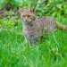 Der Wald der wilden Katzen