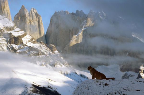 Bild 1 von 6: Die Dokumentation zeigt die Schönheit des Nationalparks, aber auch die Gefahren, denen das Pumaweibchen Rupestre im Laufe von zwei Jahren begegnet.