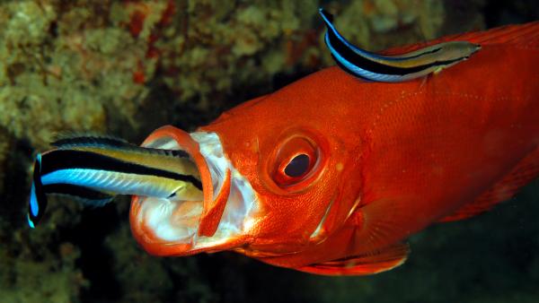 Bild 1 von 7: Der Blaustreifen-Putzerlippfisch reinigt hunderte \