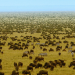 Serengeti