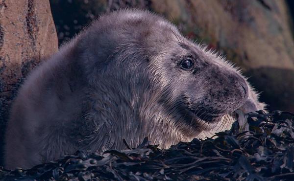 Bild 1 von 22: Im Bild: Junge Kegelrobben sind noch keine guten Schwimmer und verbringen während ihrer ersten Lebenswochen noch viel Zeit an Land.
