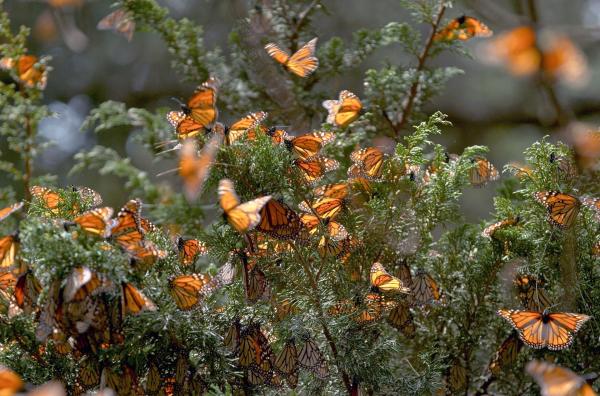 Bild 1 von 3: Monarchfalter in Mexiko