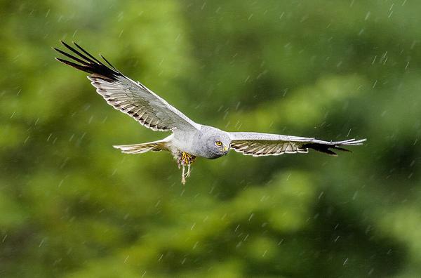 Bild 1 von 4: Die Kornweihe zählt zu den seltensten und am stärksten gefährdeten Vogelarten Irlands.