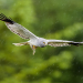 Kerry - Irlands wilder Westen