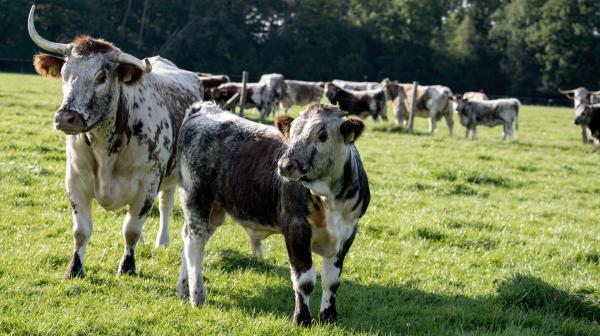 Bild 1 von 7: Ludger Bremehr auf der Weide mit Britischen Longhorn-Rindern.