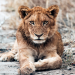 Tierkinder der Wildnis