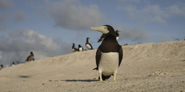 Bild 1 von 14: Weißbauchtölpel bilden Brutkolonien auf Inseln - so auch auf Tubbataha, das zur Provinz Palawan der Philippinen gehört.