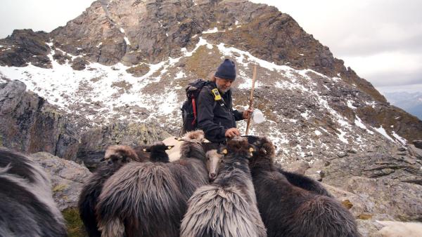 Bild 1 von 11: Im Bild: Hirte Michael Knollseisen besucht seine Schafe auf der Alm.
