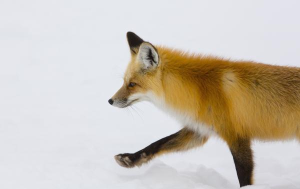 Bild 1 von 15: Ein Rotfuchs hält im Winter im Yellowstone-Nationalpark Ausschau nach Nagetieren, die unter der dicken Schneedecke verborgen sind.