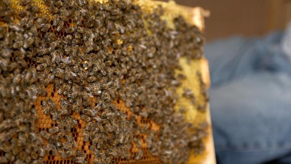 Bild 1 von 13: Im Bild: Imker Sepp Stabentheiner zeigt eine Bienenkultur.