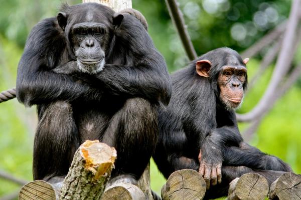 Bild 1 von 3: Die Urmutter der Zoo-Doku-Soaps \