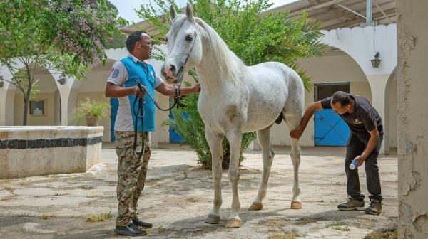 Bild 1 von 6: Araberpferde sind sehr sensible Tiere und der Umgang mit ihnen erfordert Feingefühl. Die Princess Alia Foundation kümmert sich um den Fortbestand der edlen Tiere.