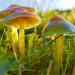 Die Wiese