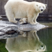 Eisbär, Affe & Co