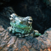 Die verrückte Welt der Amphibien