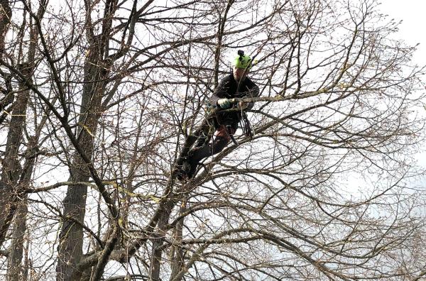 Bild 1 von 1: Baumpfleger Benno Gottwald beim Baumschnitt in einer 16 Meter hohen Linde.