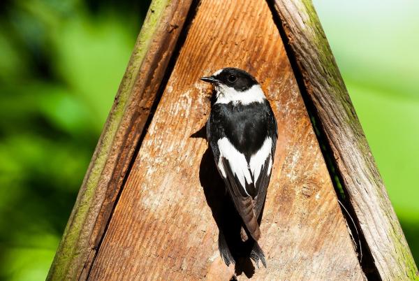 Bild 1 von 8: Im Bild: Halsbandschnäpper.