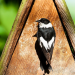 Österreichs Vogelwelt - Ein bedrohtes Paradies