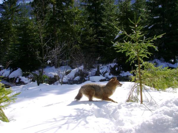Bild 1 von 22: Im Bild: Schakal im Winter.