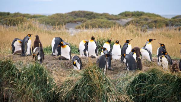 Bild 1 von 6: Königspinguine auf Feuerland.