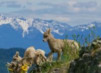 Die Rockies - Überleben in der Wildnis
