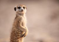 Haus der Erdmännchen - Eine Familiensaga