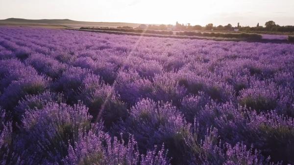 Bild 1 von 2: Traditionell wird in der Provence Lavendel für die Parfümherstellung angebaut.