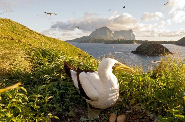 Bild 1 von 6: Paradies im Pazifik: Lord Howe Island ist Unesco-Weltnaturerbe mit einer einzigartigen Tier- und Unterwasserwelt.