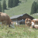 Welt der Tiere