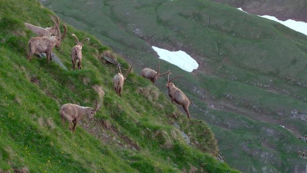 Bild 1 von 20: Im Bild: Steinbockherde am Glockner.