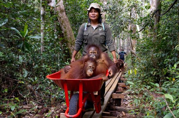 Bild 1 von 4: Mit circa fünf Jahren wechseln die Orang-Utan-Waisen vom Kindergarten in die Schule. Dort übernachten sie in Freigehegen und verbringen den Tag mit Betreuerinnen im umliegenden Wald.