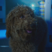 Wuffel, der Wunderhund