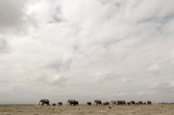 Bild 1 von 5: Afrikanische Elefanten haben ein stark ausgeprägtes Sozialverhalten: In einer Herde leben die Weibchen mit ihrem Nachwuchs zusammen, während männliche Tiere gemeinsam Junggesellengruppen bilden.