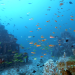 Into the Blue - Indonesiens Unterwasserparadiese