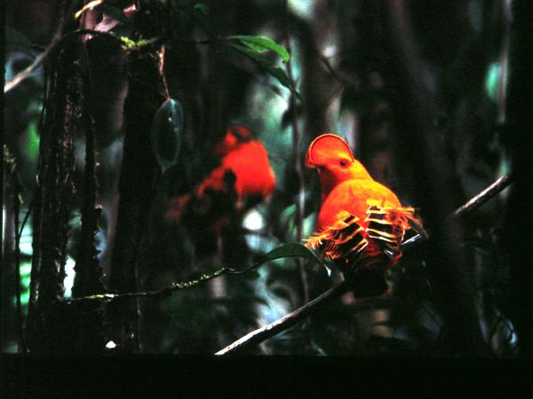 Bild 1 von 8: In der Zauberwelt Venezuela findet man auch die leuchtend roten Felsenhähne.