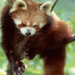 Wildes China