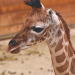 Giraffe, Erdmännchen & Co